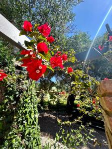 un montón de flores rojas en un jardín en Anna's cottage house, en Perama