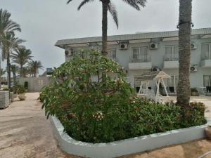 ein Gebäude mit Palmen und einer Pflanze davor in der Unterkunft Sea Gull Marina Hotel in El-Alamein