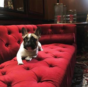 Pet ou pets ficando com hóspedes em NARUTIS Hotel - Small Luxury Hotels of The World