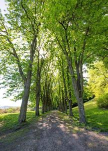 un camino de tierra con árboles a ambos lados en Urlaub in Schlossnähe en Artstetten