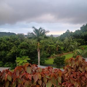 eine Palme mitten im Wald in der Unterkunft Mariena Glen apartment 34- 3 bedroom beach house in Southbroom + 9 Fotos