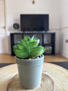 a green plant in a pot on a table at Large 2 Bedroom Marina View Apartment in Hemel Hempstead