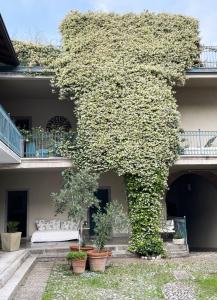 a ivy covered building with plants in pots at Lucio Fontana's experience in Comabbio