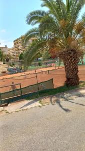 a palm tree sitting next to a tennis court at Chez Bianca Les Coquelicots Les Lucioles in Menton