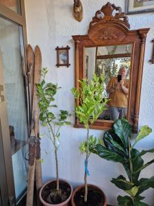 Zahrada ubytování Appartements Pension Sonia