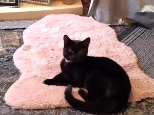 a black cat laying on a pink blanket at Double Room close to EFC LFC Liverpool City Centre in Liverpool