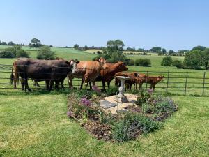 un grupo de vacas de pie junto a una valla en Weatherhead Farm, en Buckingham
