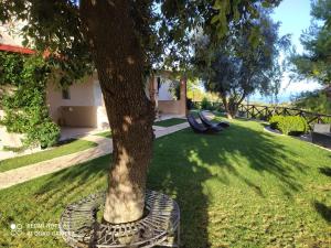 a tree in the middle of a yard at B&B Volver in Peschici