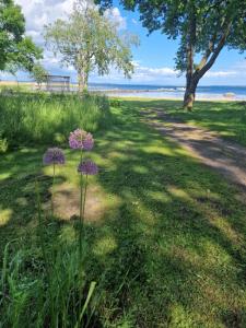 un campo de hierba con flores púrpuras y un árbol en Strandnära boende med egen uteplats en Sölvesborg