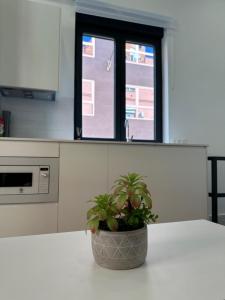una pianta in vaso seduta su un tavolo in una cucina di Apartamentos Bravo Murillo a Madrid