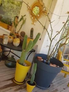 a group of potted plants sitting on a wooden floor at B&B La Terre Brûlée in Aigues-Mortes