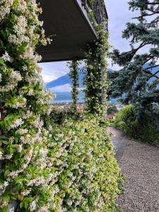 a hedge of white flowers on a building at Villa Ago Luxury Apartments & Studios in Gravedona