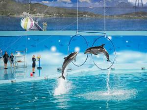 two dolphins jumping in the water in aarium at Minh Đức Green Hotel Tuần Châu in Ha Long