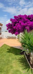un árbol púrpura con flores púrpuras en un patio en Chalet Hercules la barrosa, en Chiclana de la Frontera