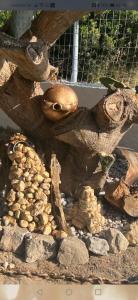 Gallery image of Dionisia apartments 8 in Kos Town