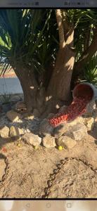 Gallery image of Dionisia apartments 8 in Kos Town