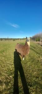 Animales en el lodge o alrededores
