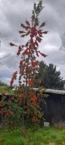 Galería fotográfica de Rio Maullin Lodge en Puerto Varas
