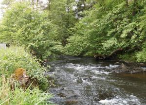 a stream of water with trees on the side at Le Beau Rivage - M24 in Trois-Ponts