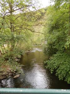 ein Fluss mitten im Wald in der Unterkunft Le Beau Rivage - M24 in Trois-Ponts