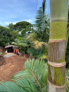 un primer plano de una palmera en Rincón de Goye, en Turrialba