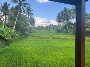 a field of green grass with palm trees in the background at Ubud Sawah Scenery Villa and Homestay in Tegalalang