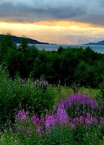 Austertanakrystallen by Pure Lifestyle Arctic في Tana: حقل من الزهور الأرجوانية مع غروب الشمس في الخلفية