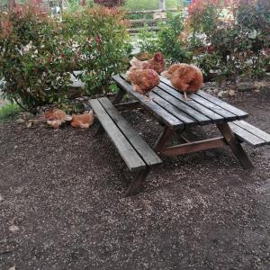 duas galinhas sentadas em cima de uma mesa de piquenique em L escale de larcher em Saint-Aubin-de-Nabirat