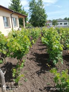 a row of green plants in a garden at Winnica u Mirki in Gurkovo