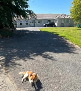 a brown and white dog laying in the middle of a driveway at graiguenamanagh Homestay in Graiguenamanagh