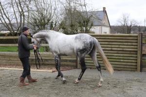 a man walking a white horse on a road at Découverte d'un Haras proche du Mont St Michel in Hambye