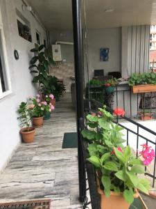 Elle comprend un balcon orné de plantes en pot et de fleurs. dans l'établissement Eka Guest House, à Batoumi