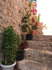 un grupo de plantas en macetas sentadas en las escaleras en GuestHouse Vrontos, close to Monemvasia, 