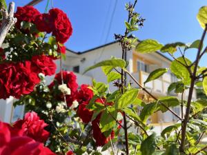 Ein Garten an der Unterkunft Mary Loo Apartments Rab