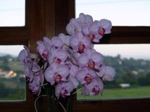 un montón de flores púrpuras en un jarrón en una ventana en Casa vacacional Las Viñas en Oviedo