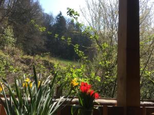 a view of a garden from a window with flowers at Pension Zur Freiheit in Passau