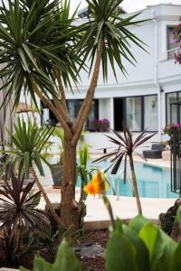 a group of palm trees in front of a pool at Elista Hotel & Spa in Golturkbuku