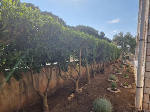 Photo de la galerie de l'établissement Apartmani Nena, à Povljana