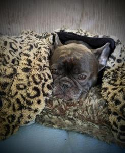 a small dog laying on a blanket at The British Scooterist in Bristol