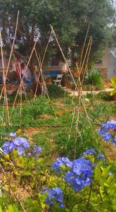 a field of blue flowers in a yard at Cala Creta in Lampedusa