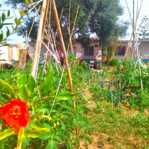 uma flor num jardim com uma casa ao fundo em Cala Creta em Lampedusa