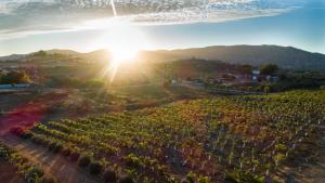 an aerial view of a vineyard at sunset at Cuatro Lunas Hotel Boutique in Valle de Guadalupe