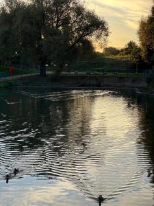 un grupo de patos nadando en un estanque en Mona's Home, en Dagenham