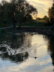 two ducks swimming in a pond in a park at Mona's Home in Dagenham