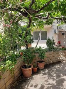 Gallery image of Villa Adria in Mlini