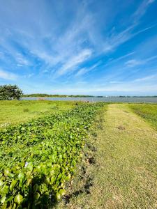 a field filled with lots of green plants at Lake View Cottage in Tissamaharama