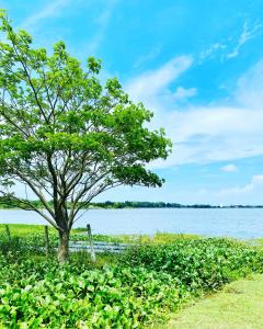 a tree on the shore of a body of water at Lake View Cottage in Tissamaharama