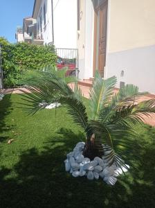 a palm tree sitting in the grass next to a house at SANTA MARIA HOUSE in Empoli