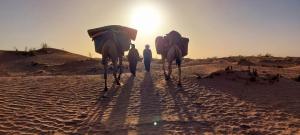 Deux personnes marchant dans le désert avec des chameaux dans l'établissement M'hamid Adventures, à Mhamid