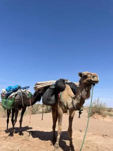 un chameau debout sur le côté d'un chemin de terre dans l'établissement M'hamid Adventures, à Mhamid